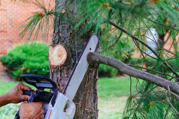 Best Fruit Tree Pruning  in Humboldt, KS